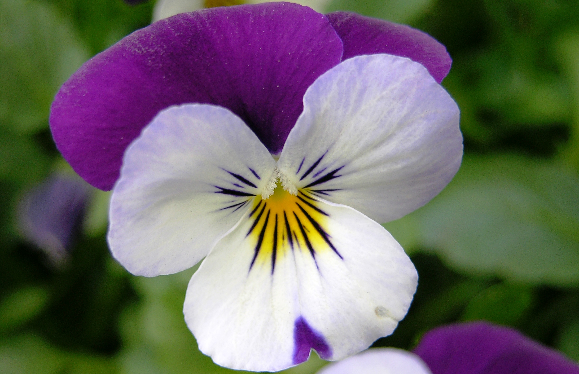 Pansy Viola tricolor Flower 2448px
