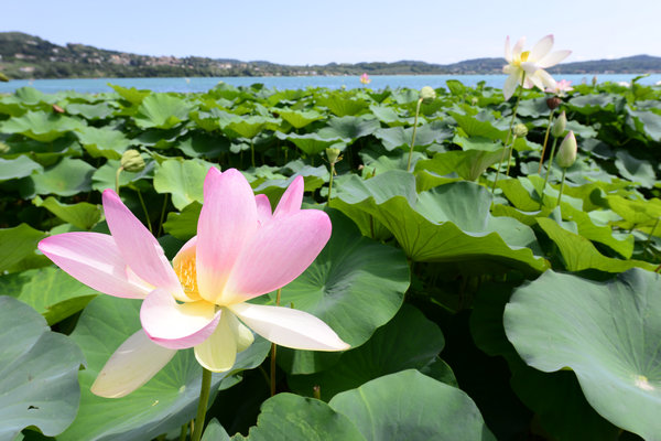 Lago di Viverone rdm